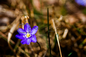 First fresh blue violet in the forest