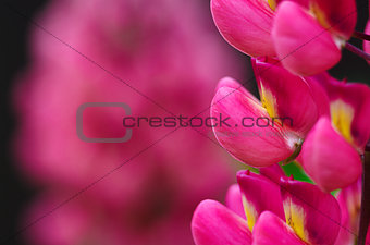 Fragrant flowers of lupine in the fresh 