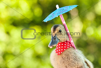 Elegant duckling with red scarf and umbrella