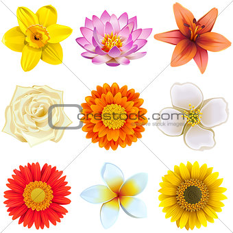 Vector Flower Icons Set 2