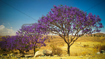 alley of Jacaranda trees at Filfil national park, Eritrea