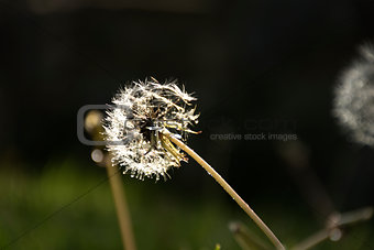 Dandelion with a green background