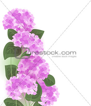 Vector hydrangea flower