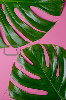 Big real monstera leaves on a pink background. Tropical theme background in a trendy minimalist style.