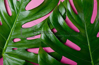 Big real monstera leaves on a pink background. Tropical theme background in a trendy minimalist style.