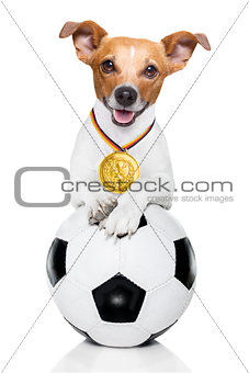 soccer jack russell dog