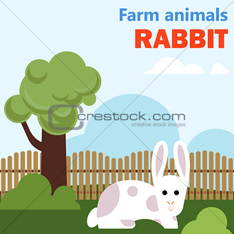 Farm animal rabbit