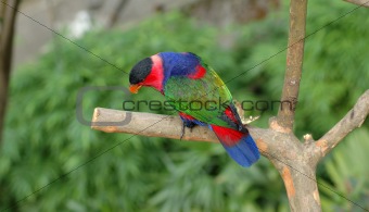 Black-capped lory