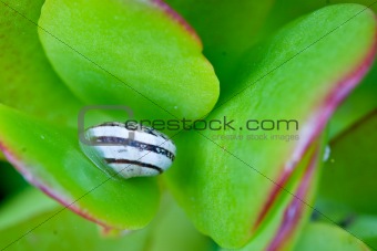 Snail on a Plant.