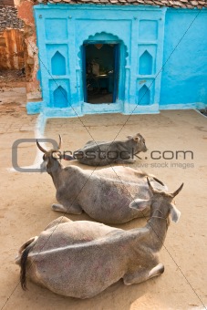 Three Cow in Orcha, India.