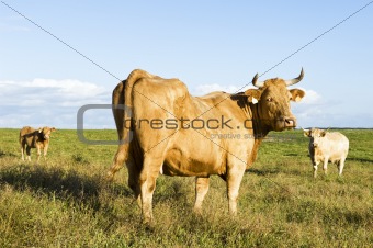 Staring cow