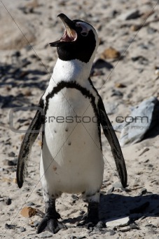 african penguin spheniscus demersus 
