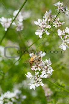 Western honey bee or European honey bee (Apis mellifera) on gard