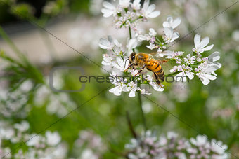 Western honey bee or European honey bee (Apis mellifera) on gard