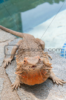 pet bearded dragon (Pogona) lizard by poolside