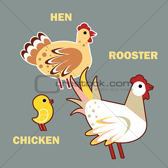 Domestic birds rooster, hen and chicken on grey