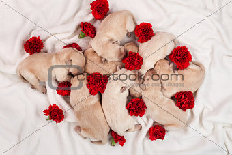 Yellow labrador puppy dog litter - newborn doggies with red carn