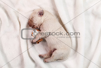 Newborn yellow labrador puppy dog sleeping on white blanket