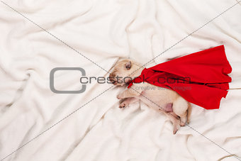 Newborn labrador puppy with red superhero cape sleeping on white