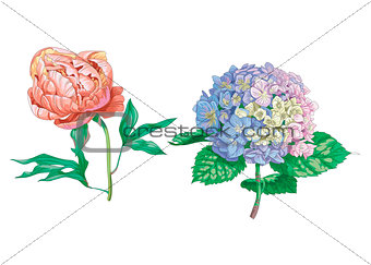 Beautiful gentle flowers isolated on white background. Hydrangea and peony. A large bud and inflorescence on a stem with green leaves. Botanical vector Illustration.