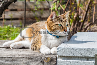 A young tabby cat with blue eyes and brown velvet wet nose lies