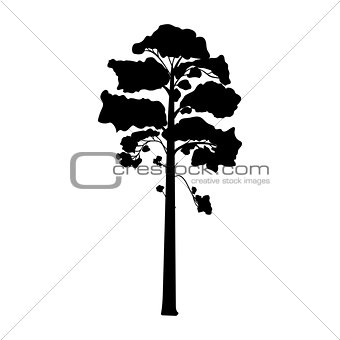 Silhouette pine tree coniferous flora icon