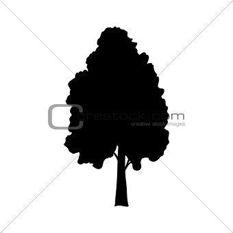 Silhouette birch icon tree flora