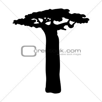 Silhouette baobab icon tree flora