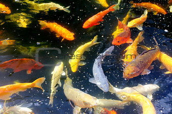 Fantastic and colorful Japanese koi carp in the aquarium