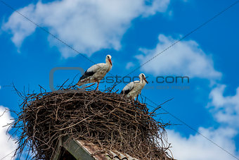 Storks sit in the nest on the roof in the summer