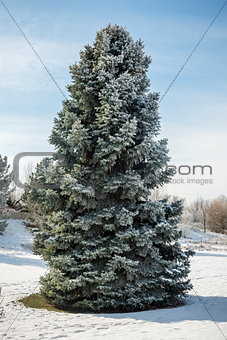 Large snow-covered pine tree in winter