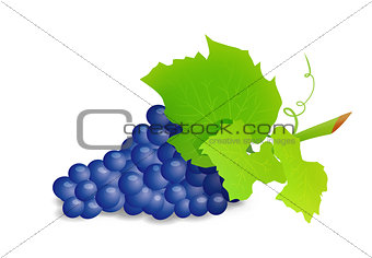 Grape branch with blue grapes. Realistic vector illustartion