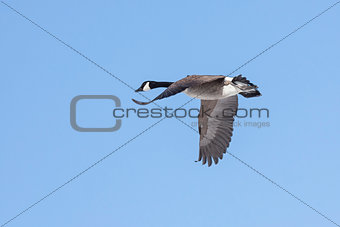 A Goose Flies in A Blue Sky