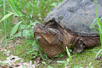Snapping Turtle  
