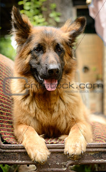 Young Fluffy Dog Breed German Shepherd lying in the garden outdoor.