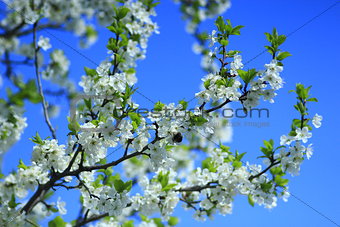 blossoming spring tree and the blue sky