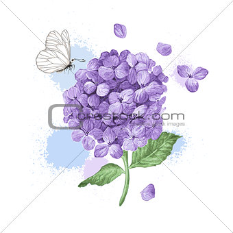 Hydrangea flower, butterfly and splashes in watercolor style isolated on white background. For greeting cards, prints.
