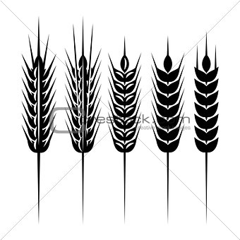 set of monochrome vector spikelets for scenery