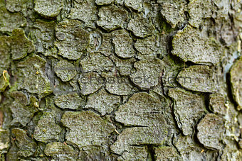Texture of the bark of a tree spruce