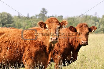 Two sweet cows