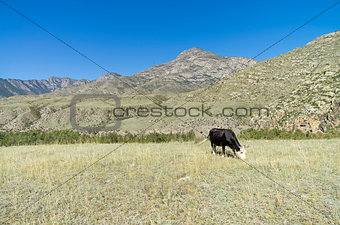 Black cow grazing in a mountain meadow. Altai, Russia.