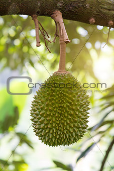 Durian tree in orchard.