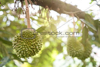 King of fruit durian tree close up