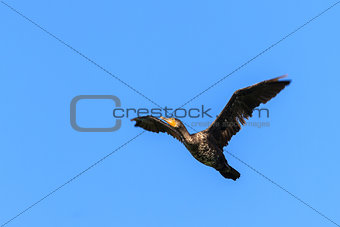 cormorant (phalacrocorax carbo ) in flight 