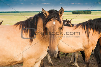 Horse in the pasture of beige color