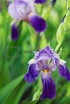 Iris flowers in spring