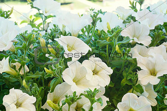  White petunia flowers in the sun                              