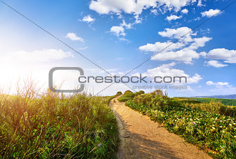 Path among fields with green grass leading