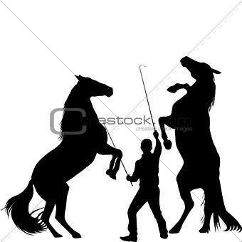 Silhouette of a man trainig two horses to rearing up