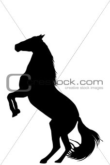 Silhouette of rearing up horse on white background